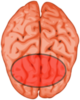 Image Of Brain Clip Art
