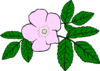 White Wild Flower Clip Art