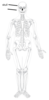 Skeleton By Ignatius Clip Art