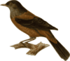 Turdus Rubrocanus Gouldi Clip Art