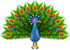 Peacock Clip Art