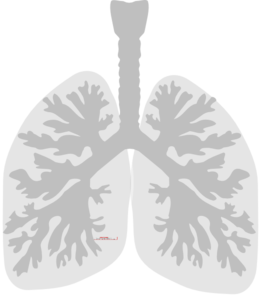 Lung Clip Art
