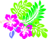 Hibiscus Hot Pink Flowers Tri Colored Green Leaves Clip Art