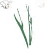 White Long Stem Flower Broke Apart Clip Art