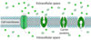 Ion Channel Clip Art