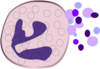 Neutrophile Mediator Release Clip Art