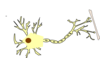 Neuron Clip Art