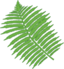 Fern Clip Art