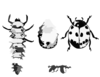 Bugs Clip Art