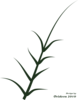 Green Plant Clip Art