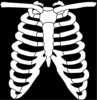 Ribcage Clip Art