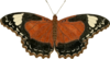 Butterfly Insect Clip Art