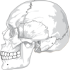 Skull Clip Art