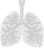 Lungs Lung Clip Art