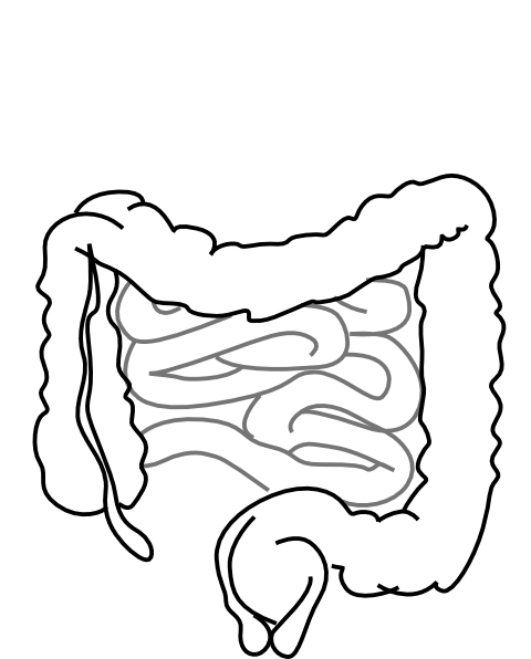 Intestines Clip Art At Clker Vector Clip Art Online Royalty Free 