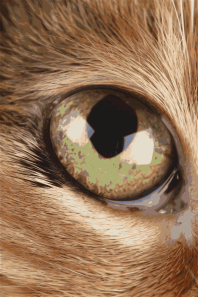 Cat Eye Clip Art at Clker.com - vector clip art online, royalty free