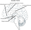 Inside View Brain Clip Art