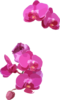 Pink Orchids Clip Art