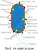 Bacteria Graph Clip Art