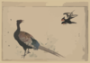 Swallows And Pheasant. Clip Art
