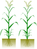 Rice Plants Clip Art