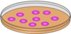Orange Petri Dish Clip Art
