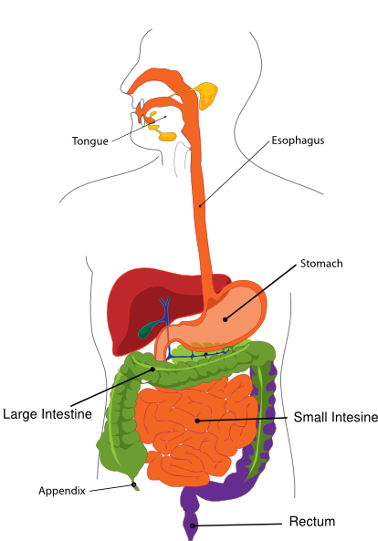 Simplified Digestive System Clip Art at Clker.com - vector clip art