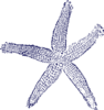 Single Starfishs Clip Art