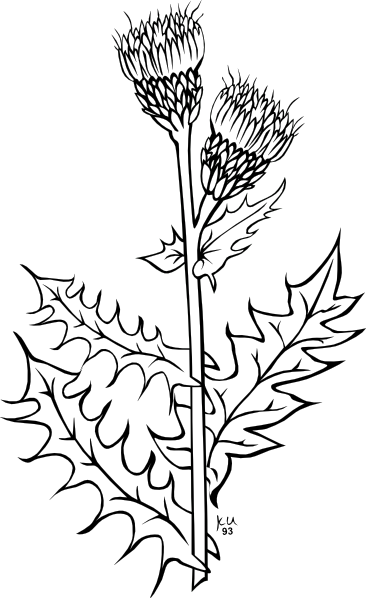 Weed Plant Clip Art at Clker.com - vector clip art online, royalty free