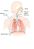 Newer And Better Respiratory Clip Art