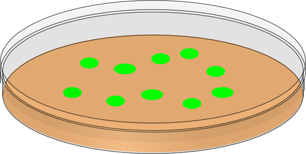 Orange Petri Dish With Greeen Bacterial Colonies Clip Art at Clker.com