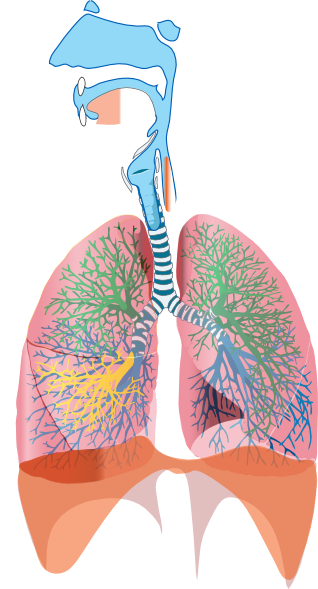 Respiratory Clip Art at Clker.com - vector clip art online, royalty