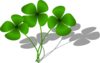 Clovers Clip Art