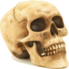 Skull Clip Art