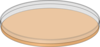 Red Petri Dish With Whatman No 1 Paper Clip Art