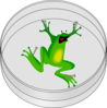 Frog Clip Art