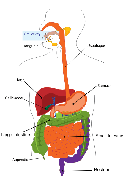 Simplified Digestive System Clip Art at Clker.com - vector clip art